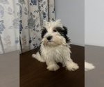 Small #8 Havanese
