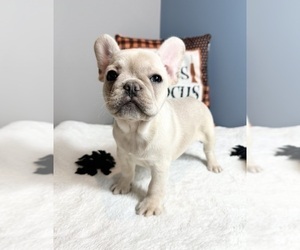 French Bulldog Puppy for sale in GREENWOOD, IN, USA