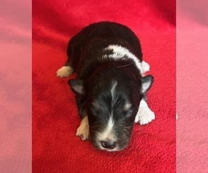 Shel-Aussie Puppy for sale in FORT MORGAN, CO, USA