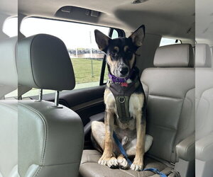 Poo Fighter - Male Siberian Husky-Unknown Mix Dog for Adoption - Photo #6