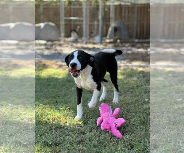 Medium Photo #2 Labrador Retriever-Unknown Mix Puppy For Sale in Redfield, AR, USA