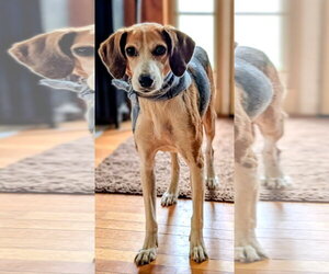 Mutt Dogs for adoption in Shelburne, VT, USA
