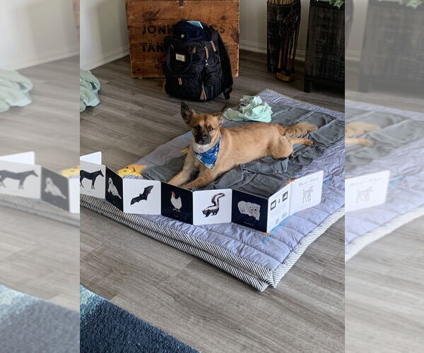 Medium Photo #3 German Shepherd Dog-Papillon Mix Puppy For Sale in Dana Point, CA, USA