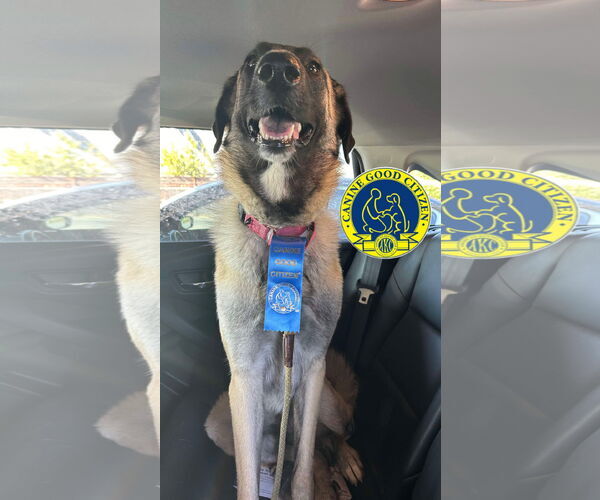 Medium Photo #3 Shepradors Puppy For Sale in Milpitas, CA, USA