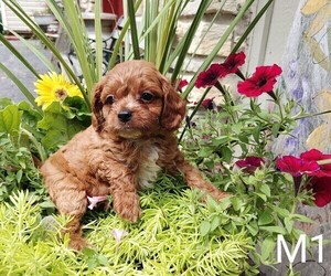 Cavalier King Charles Spaniel-Poodle (Toy) Mix Puppy for sale in CLARE, IL, USA