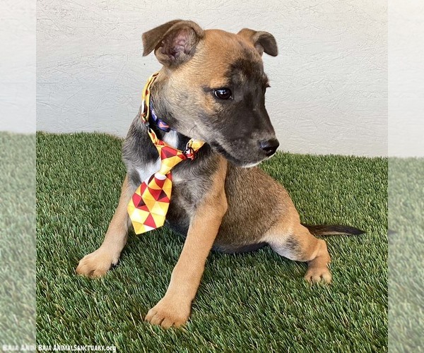 Medium Photo #2 Jack Russell Terrier-Unknown Mix Puppy For Sale in San Diego, CA, USA