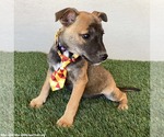 Small #1 Jack Russell Terrier Mix