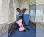 Small #7 Labrador Retriever Mix