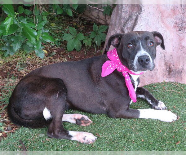 Medium Photo #1 Mutt Puppy For Sale in Oklahoma City, OK, USA