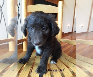 Bordoodle Puppy for sale in GREENEVILLE, TN, USA