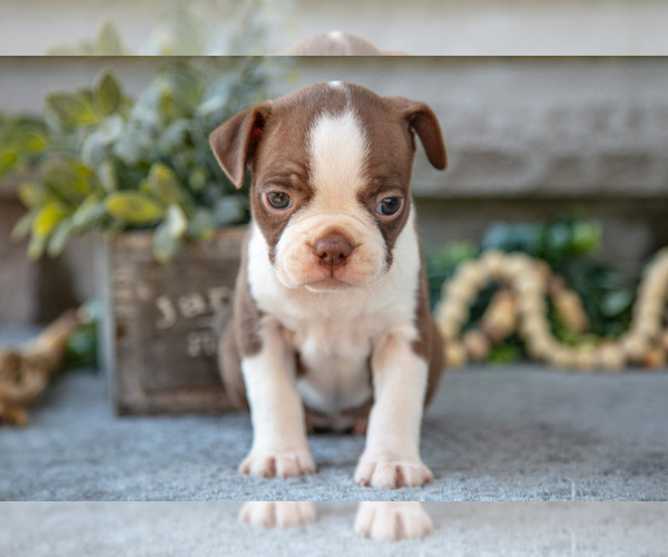 Medium Photo #13 Boston Terrier Puppy For Sale in NAPPANEE, IN, USA