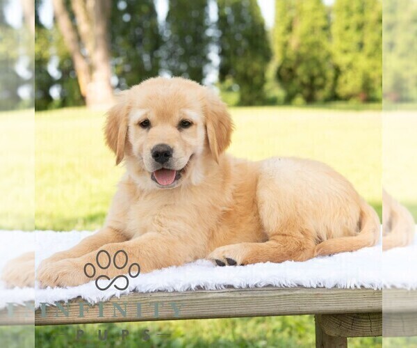 Medium Photo #4 Golden Retriever Puppy For Sale in NEWPORT, PA, USA