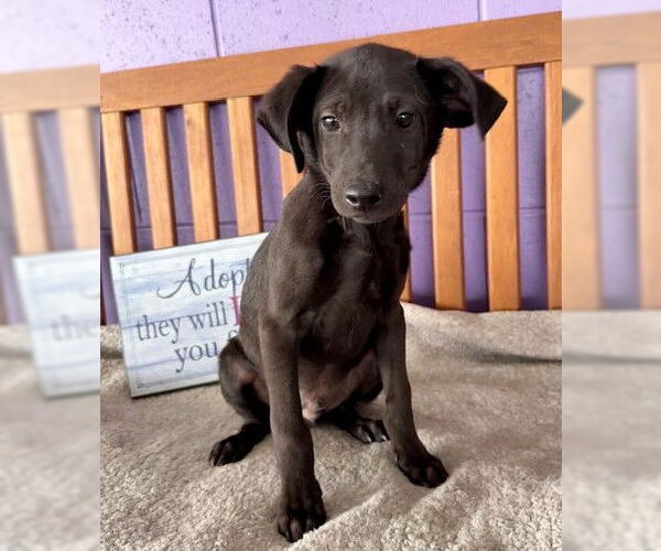 Medium Photo #3 Labrador Retriever-Unknown Mix Puppy For Sale in Genesee, WI, USA