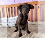 Small #2 Labrador Retriever Mix