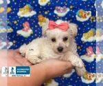 Small Schnoodle (Miniature)