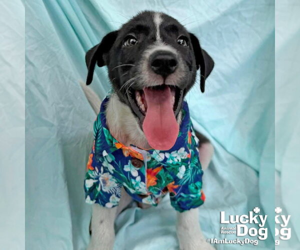 Medium Photo #2 Labrador Retriever-Unknown Mix Puppy For Sale in Washington, DC, USA