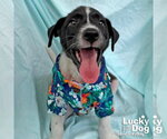 Small #1 Labrador Retriever Mix