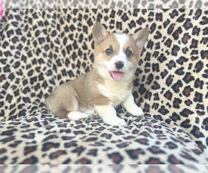 Pembroke Welsh Corgi Puppy for sale in LAKELAND, FL, USA