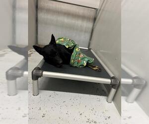 German Shepherd Dog Dogs for adoption in Conroe, TX, USA