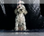 Puppy Pinkie AKC Poodle (Miniature)