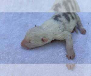 Medium Border Collie