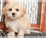 Small #1 ShihPoo