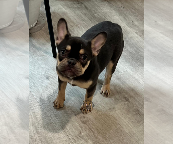 Medium Photo #2 French Bulldog Puppy For Sale in SACRAMENTO, CA, USA