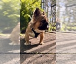 Small #14 French Bulldog
