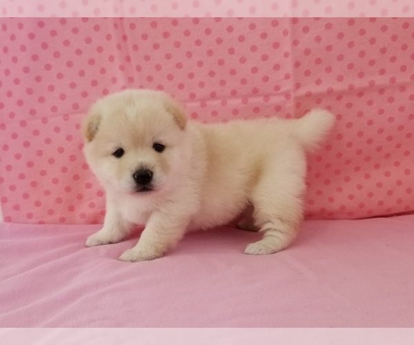 Medium Photo #5 Shiba Inu Puppy For Sale in CLARK, MO, USA