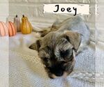 Small Photo #12 Schnauzer (Miniature) Puppy For Sale in TAYLORS, SC, USA
