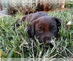 Puppy Grassy Labrador Retriever