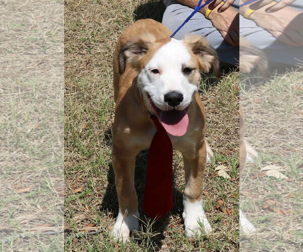 Medium Photo #3 Argentinian Mastiff-Great Pyrenees Mix Puppy For Sale in Bandera, TX, USA