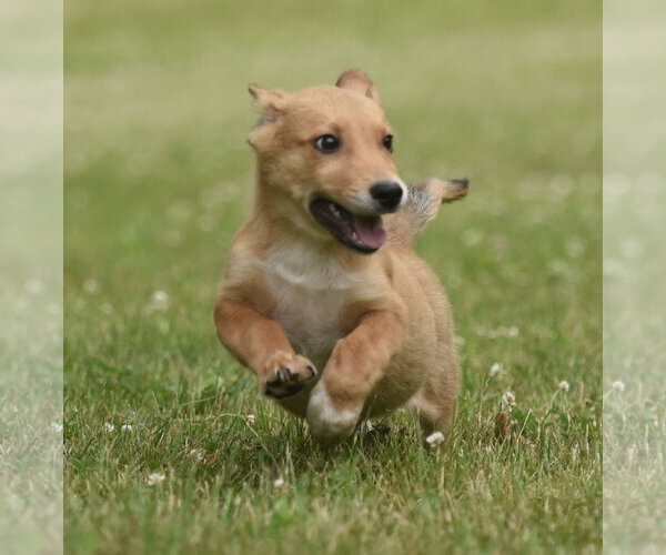 Medium Photo #1 German Shepherd Dog-Retriever  Mix Puppy For Sale in Mechanicsburg, PA, USA