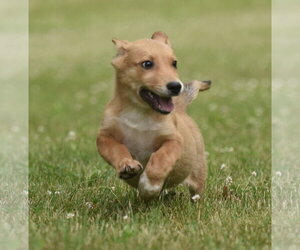 German Shepherd Dog-Retriever  Mix Dogs for adoption in Mechanicsburg, PA, USA