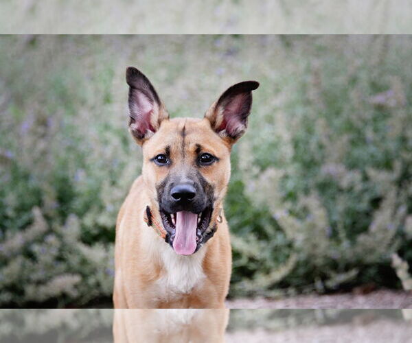 Medium Photo #1 Mutt Puppy For Sale in Sandy, UT, USA