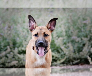 Mutt Dogs for adoption in Sandy, UT, USA