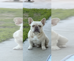Small #8 French Bulldog