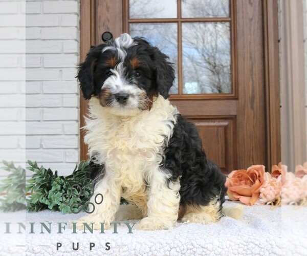 Medium Photo #1 Cavapoo (Miniature) Puppy For Sale in NARVON, PA, USA
