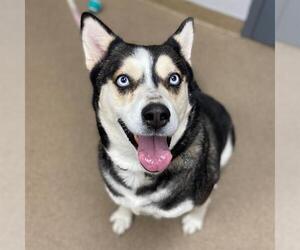 Siberian Husky Dogs for adoption in Aurora, CO, USA