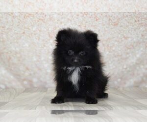 Pomeranian Puppy for sale in MARIETTA, GA, USA
