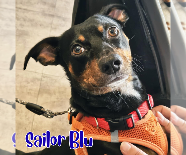 Medium Photo #15 Dachshund Puppy For Sale in San Antonio, TX, USA