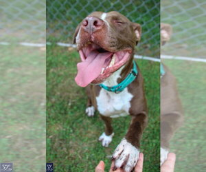 Goose - Male American Pit Bull Terrier-Unknown Mix Dog for Adoption - Photo #3