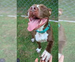 Small #2 American Pit Bull Terrier Mix