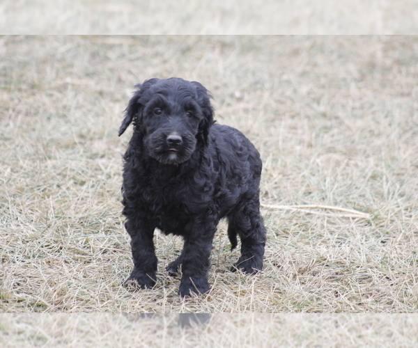 Full screen Photo #4 Goldendoodle Puppy For Sale in MEMPHIS, MO, USA