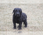 Small Photo #4 Goldendoodle Puppy For Sale in MEMPHIS, MO, USA