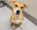 Small #2 Labrador Retriever Mix