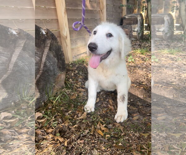 Medium Photo #1 Great Pyrenees Puppy For Sale in Spring, TX, USA