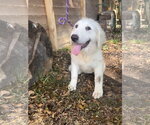Small Great Pyrenees