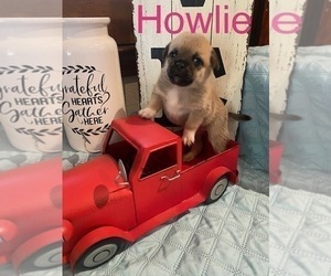 Pug Puppy for Sale in WILLS POINT, Texas USA