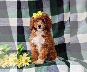 Cavapoo Puppy for sale in BIRD IN HAND, PA, USA